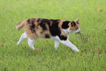 獲物を咥える猫