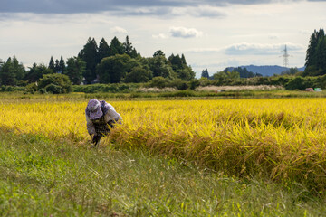 秋　稲刈り　農作業をする女性