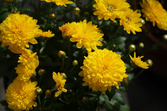 西洋菊 Images Browse 55 Stock Photos Vectors And Video Adobe Stock
