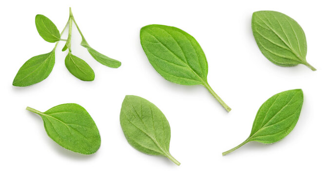 Oregano or marjoram leaves isolated on white background. Pattern. Fresh oregano spice top view. Flat lay