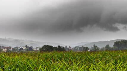 Pluie & brume_01