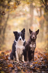 border collies are sitting in the forest. It is autumn portret.