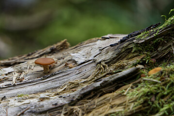Small fungi on a log in the forest
