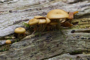 A bunch of Mushrooms on a log