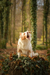 Australian shepherd is runing in the leaves in the forest. Autumn photoshooting in park.
