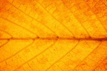Obraz premium Close up of a yellow leaf. Macro Photography. Autumn background
