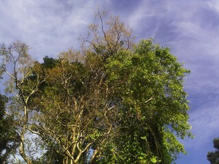 trees and sky