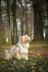 Australian shepherd is sitting in the leaves in the forest. Autumn photoshooting in park.