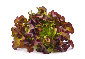 Fresh red lettuce isolated on white background. 