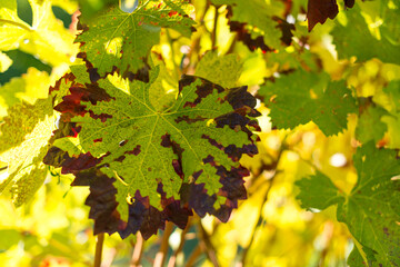Colorful vineyard, vine leaves, in autumn of white and red grapes