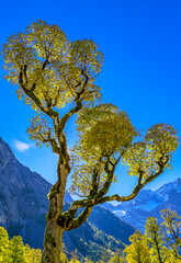 Großer Ahornboden, Karwendelgebirge, Tirol, Österreich, Europa