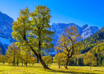 Großer Ahornboden, Karwendelgebirge, Tirol, Österreich, Europa