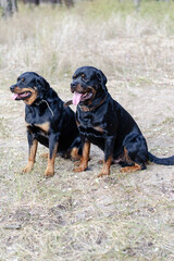 Two black dogs sitting without leashes outside. A male and a fem