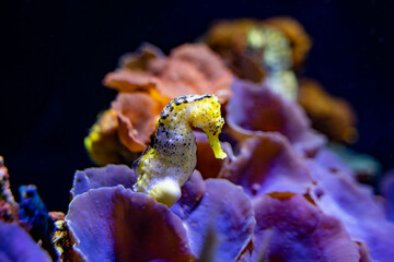 Obraz na płótnie Canvas hippocampe jaune et blanc - Poison - aquarium - Corail et fond marin - Cheval de mer