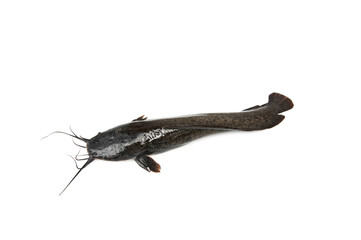 Fresh catfish isolated on white background, Clarias.