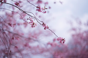 Selective focus of beautiful branches of pink Cherry blossoms on the tree under blue sky, Beautiful Sakura flowers during spring season in the park, Flora pattern texture, Nature floral background.