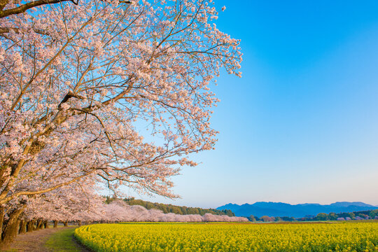 西都原古墳群の桜と菜の花, 日本,宮崎県,西都市
