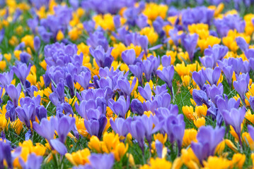 Krokusse m Blumenbeet