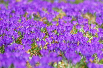 Fototapeta premium Lila Krokusse m Blumenbeet