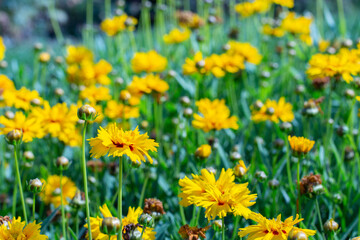 Obraz premium Coreopsis or Parisian beauty blossom in the meadow. Many yellow flower Coreopsis blossom