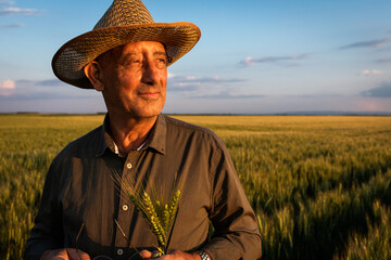 Fototapeta premium Portrait of senior farmer in standing in wheat at sunset.