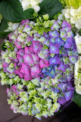 Blue and green color flower hydrangea blossom close-up, vertical photography. Natural background lilac hydrangea