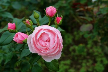 癒しのバラの花　風景