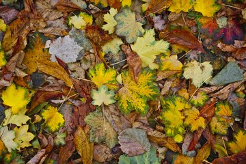 Seamless wet autumn leaves background texture.