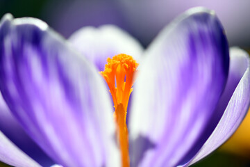 Krokusblüte in Nahafnahme