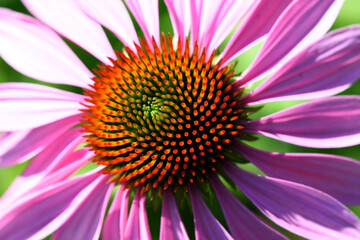 Fototapeta premium Echinacea, roter Sonnenhut
