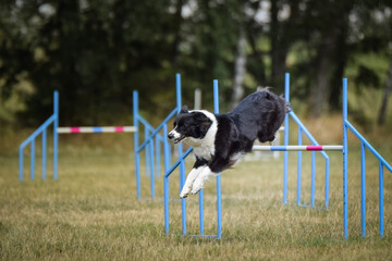 Border collie is jumping over the hurdles. Amazing day on czech agility privat training