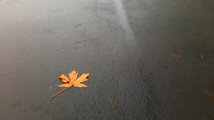 spider on the ground