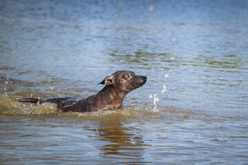 Dog is swimming in lake. She is not good swimmer ad she do not like water.