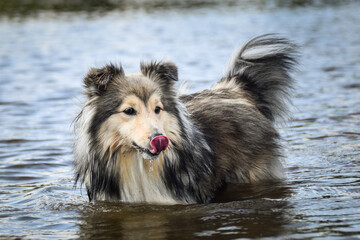 Sheltie is standing in the water. It was autumn photo workshop.