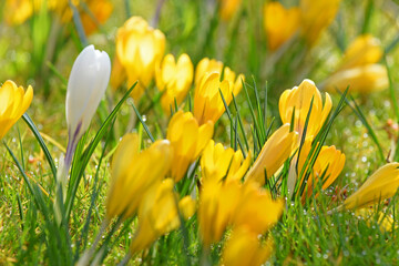 Gelbe Krokusse m Blumenbeet
