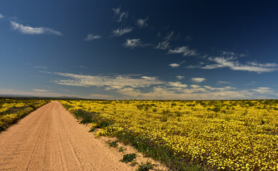 An endless gravel road through yellow Namaqualand flowers against a blue sky with scattered clouds