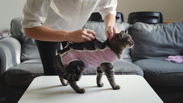 Woman at home doing subcutaneously injection to the cat. Veterinary insurance. After surgery recovery. Sterilization or castration surgery