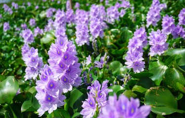 Purple water hyacinth flowers are blooming