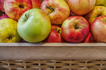 ripe juicy red and green apples grown in a personal garden in wooden box on burlap cloth close up
