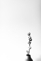 Dry cotton inflorescences on a light background in the interior shot with hard sunlight.