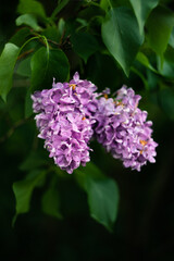 Fototapeta na wymiar Lilac flowers growing on a bush. Macro photo.