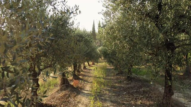 Walking Between Olive Trees with Sunlight Shining Through Branches