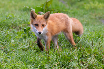 Naklejka na ściany i meble Red fox walks on green grass