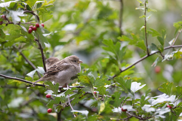 A sparrow sits on a tree branch