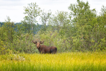 In the summer, the moose hides among the trees