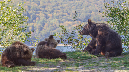 Obraz na płótnie Canvas Young wild bears playing