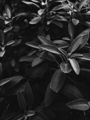 black and white