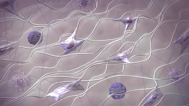 3d animation showing collagen fibers structure, amino acid triplets in collagen molecule, components of extracellular matrix, layers of human skin tissues. 