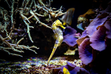 Hippocampe jaune - cheval de mer - aquarium - fond marin - corail - anémone
