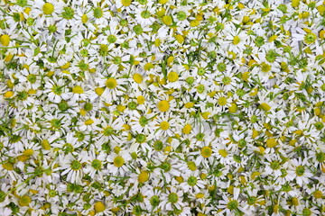 a lot of therapeutic medical daisies close-up